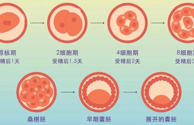 美国婴儿试管成功率到底多高？先看三个决定因素
