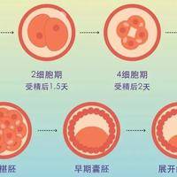 美国婴儿试管成功率到底多高？先看三个决定因素