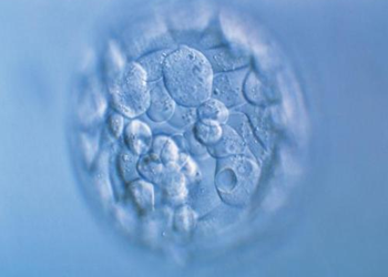4ca囊胚的质量属于中等囊胚