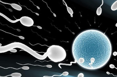 试管精子如何被筛选?十大补精子的食物?