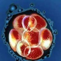 第三代试管胚胎养成囊胚后样子有较大变化，细胞分裂会更均匀