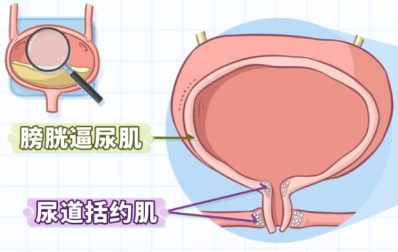 如何辨别膀胱炎与前列腺，分别对试管有何影响