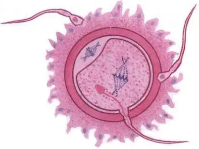 试管受精异常的胚胎养囊成功可以移植吗?