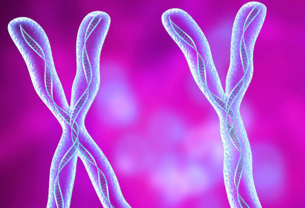 生男生女是由父亲的性染色体决定