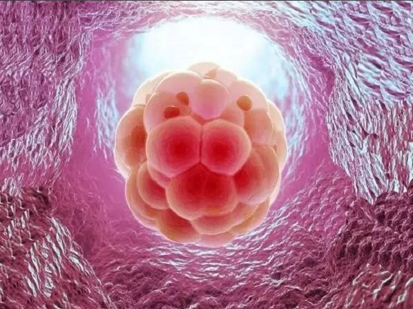 移植后hcg要增长