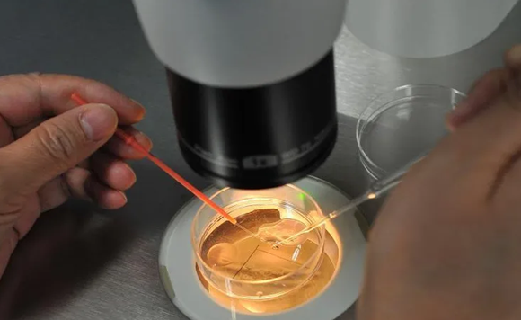 试管胚胎养囊主要看精子质量吗