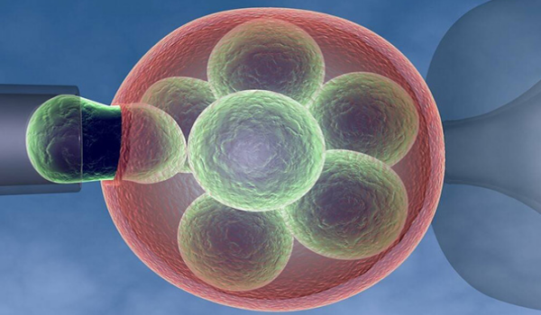 高龄移植冻胚6细胞成功率