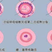 卵泡长不好是什么原因造成的？34岁备孕两年我查出了这些