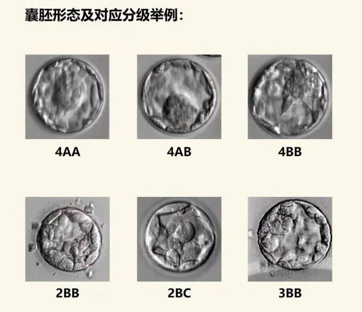 囊胚4ab和4bb大比拼
