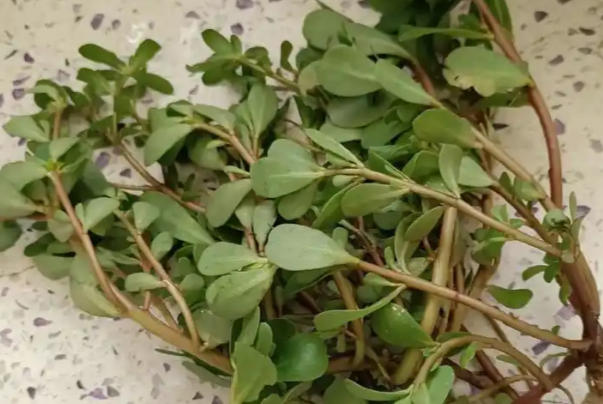 怀孕不能吃的三种野菜，马齿苋、蕨菜、荠菜孕期避免食用