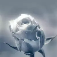 试管婴儿交流群用户头像