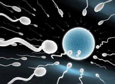 精子碎片率高会影响胚胎质量
