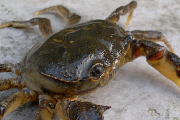 螃蟹富含多种营养