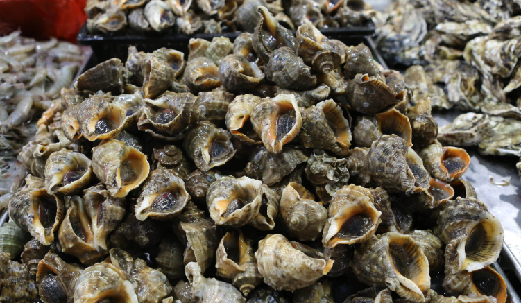 贫血多吃贝类海鲜