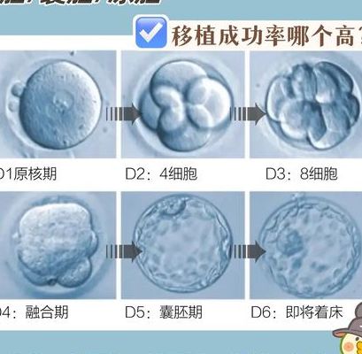 为什么试管都要先移植鲜胚再移植？其实不是都要
