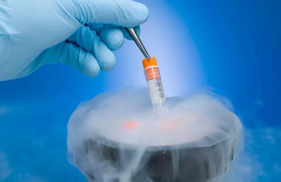 冻胚和囊胚哪个成功率高  试管婴儿方案该怎么选