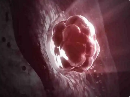 移植后空囊可能是胚胎本身问题