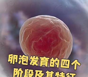一个卵泡能做试管吗？我告诉你