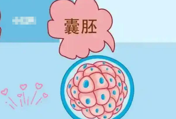 囊胚移植的成功率受多种因素影响