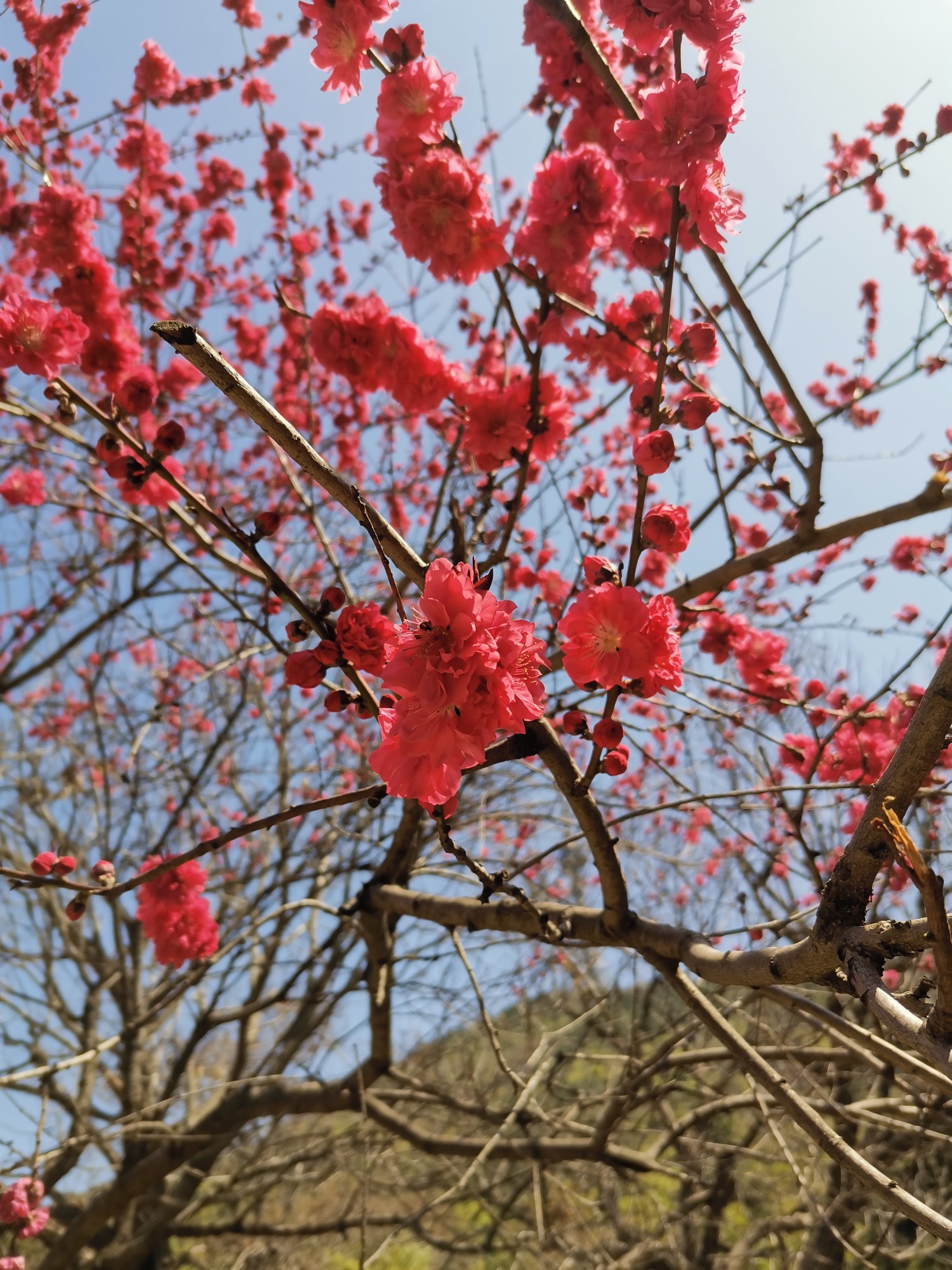 好运头像
