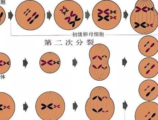 试管卵母细胞采集过程疼不疼？我用一次真实经历告诉你真相
