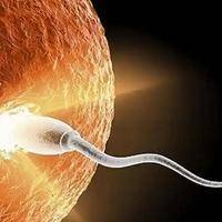 防止多精入卵的两道屏障 受精过程的精密调控