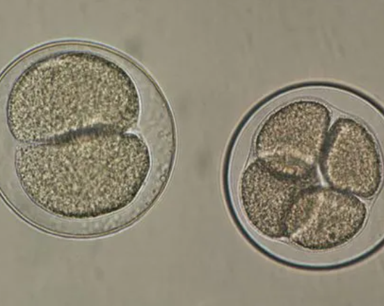 胚胎碎片率影响质量