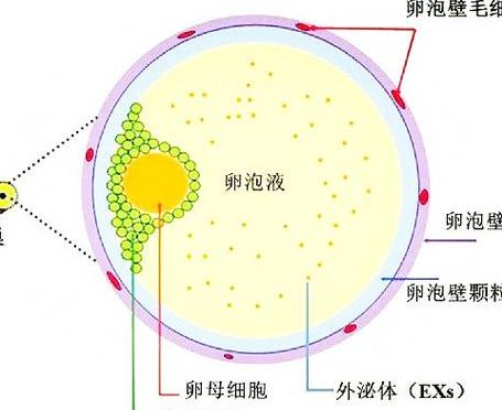 一个卵泡做试管成功率大吗多少？5个判断维度一次讲透