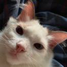小虎猫猫头像