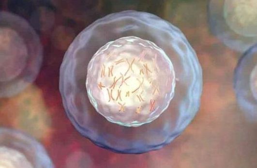 试管卵泡较大多少可以能用?24还是26毫米有讲究