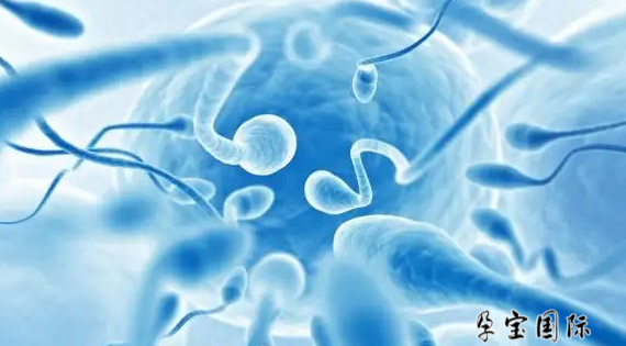 孕宝国际试管方案有哪些?孕宝国际做试管实力如何?