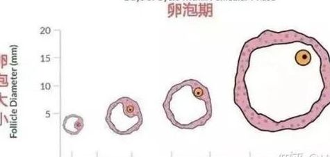 做试管对女性的伤害有哪些?促排卵母细胞采集移植三步讲清楚