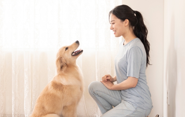 备孕期间养宠物狗 备孕期间养宠物狗