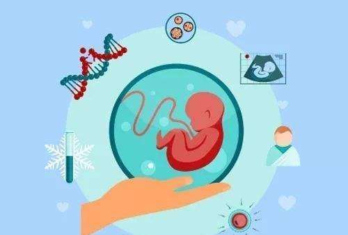 试管婴儿胚胎移植的费用是多少