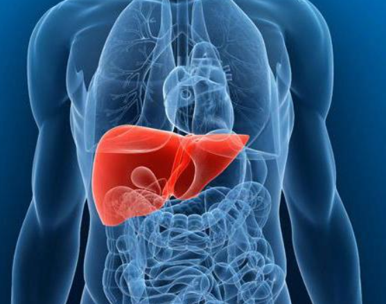 肝脏功能受损会影响黄疸值