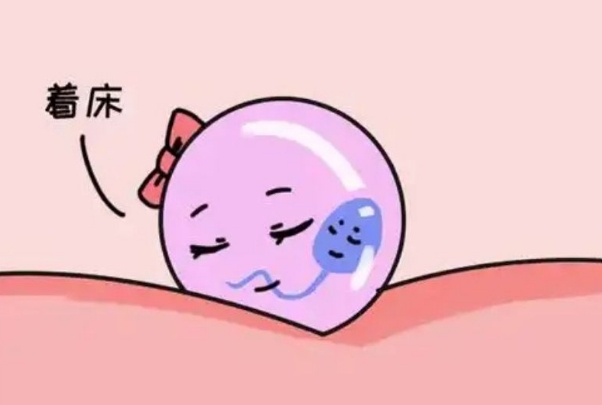 健康的生活方式有利于胚胎着床