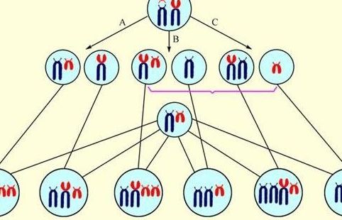 染色体异常试管费用多少？过来人帮你梳理6笔开销明细
