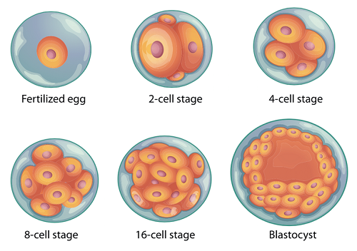 做试管婴儿想要获得A级胚胎，要满足的五个条件！