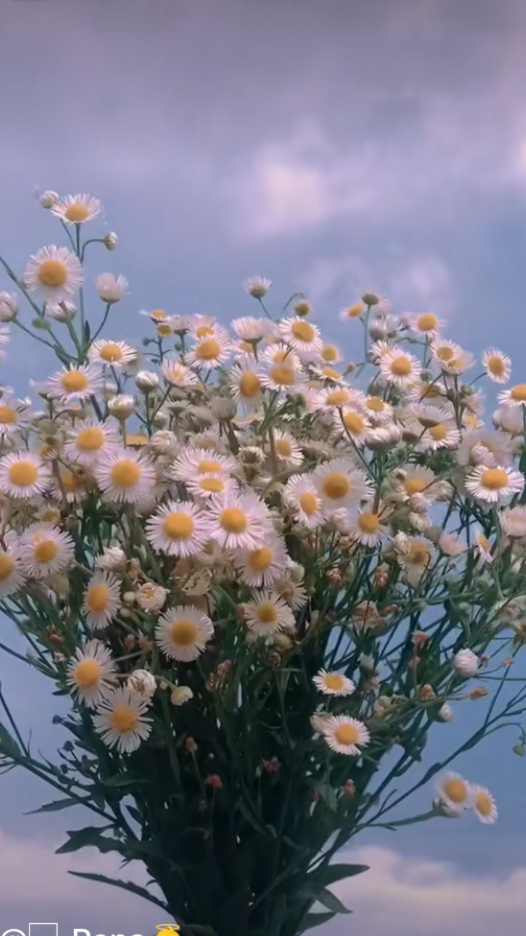 小泡芙头像