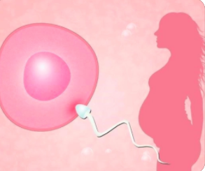 做试管婴儿准备什么才能增加受孕成功率