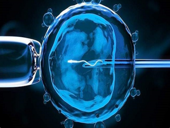 三代试管筛查的是囊胚