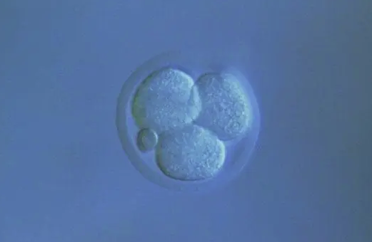 试管婴儿胚胎冷冻时间长好吗