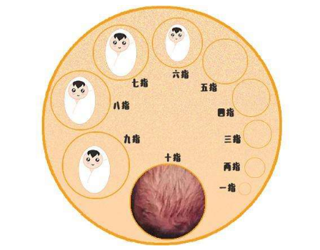 宫口开十指图片图片