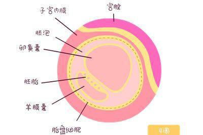 卵黄囊多久有胎心胎芽