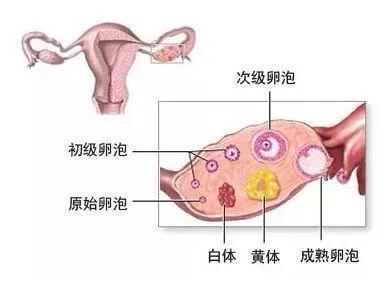 女性卵泡发育异常包括哪几种情况