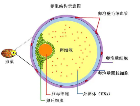 卵泡长什么样子图片