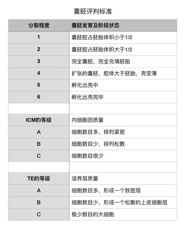 胚胎等级表图片