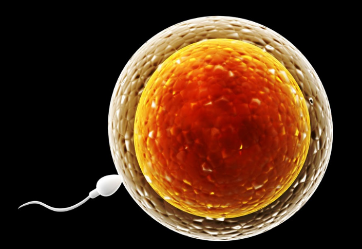 试管胚胎照片图片