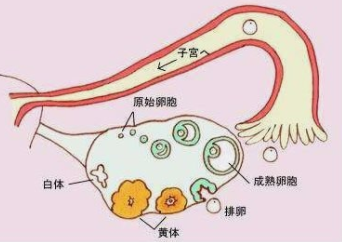 多少個卵泡算正常範圍