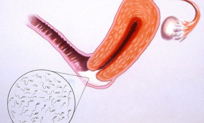 重力作用流入后穹窿;如果我们采用男后位时,精液更多的是流入前穹窿